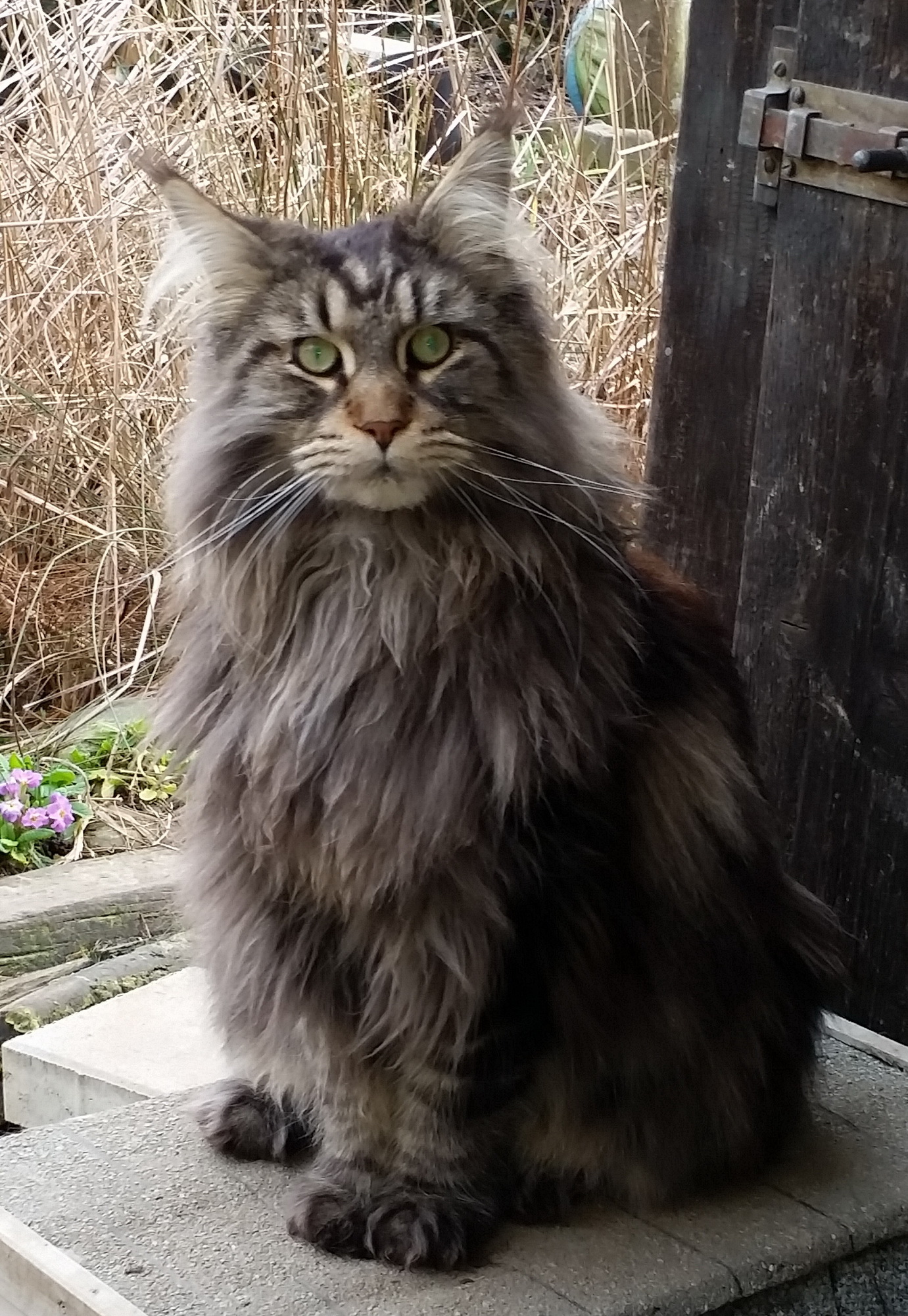 Maine Coon Cats CATchmeCOONS Cattery